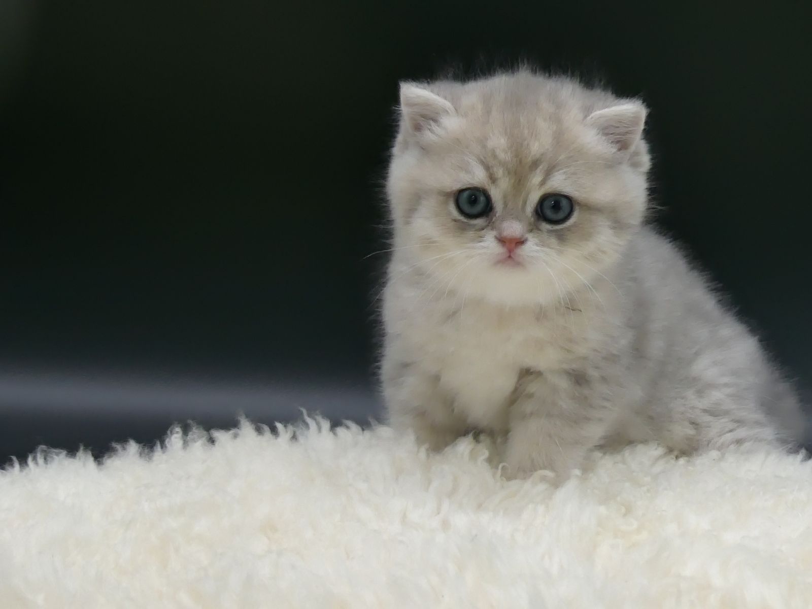 Kitten van het G-nest