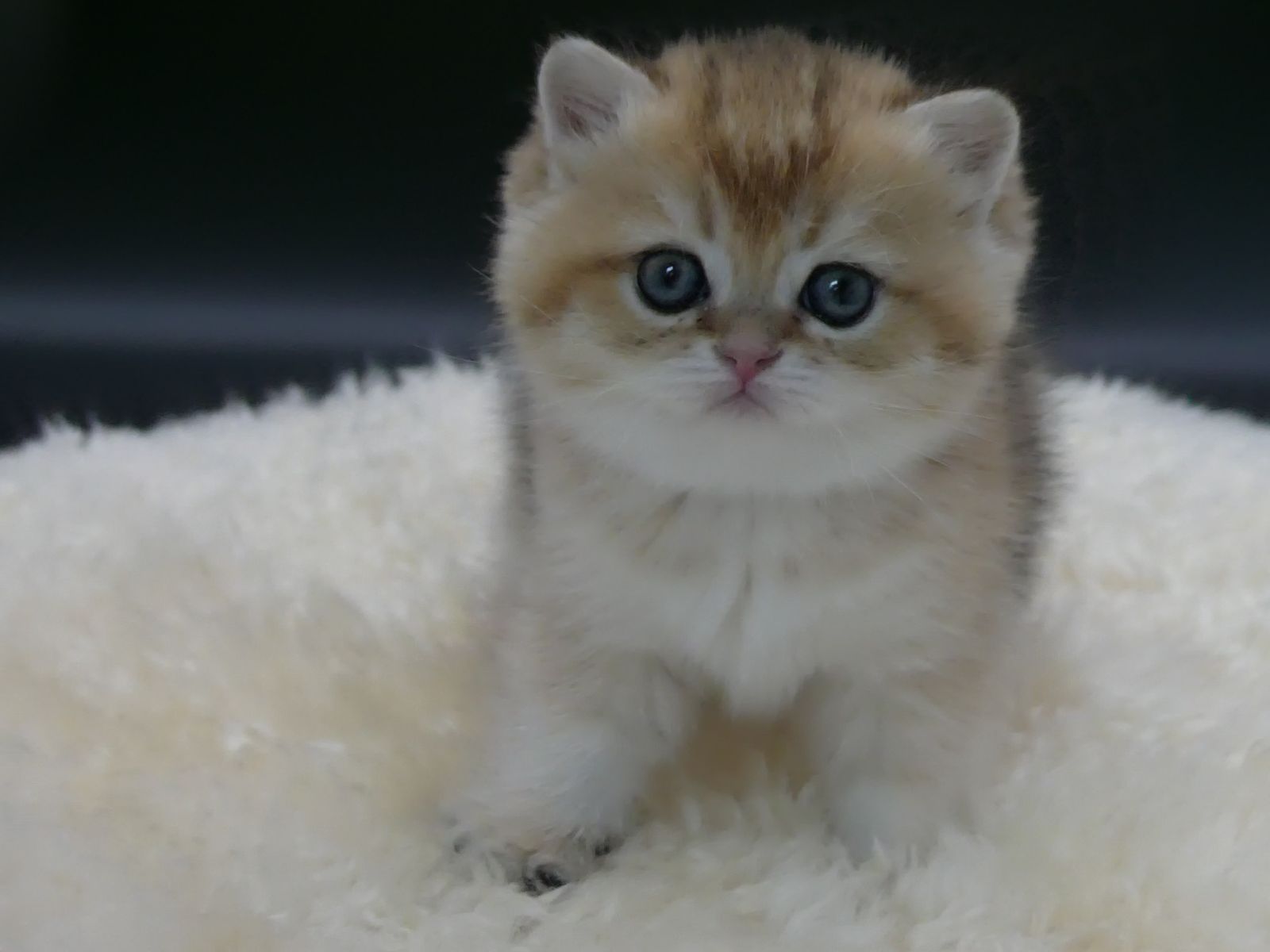 Kitten van het G-nest