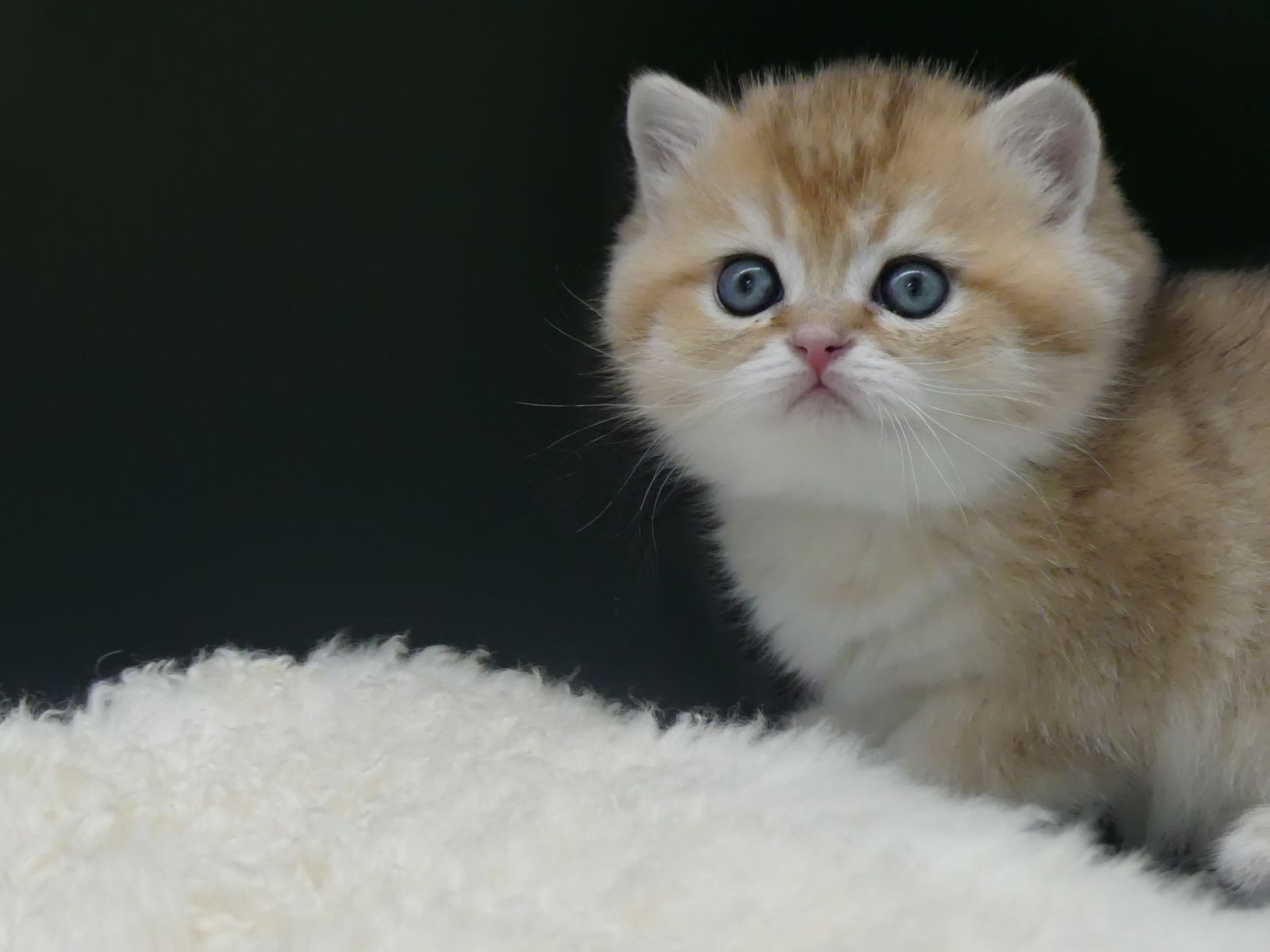 Kitten van het G-nest