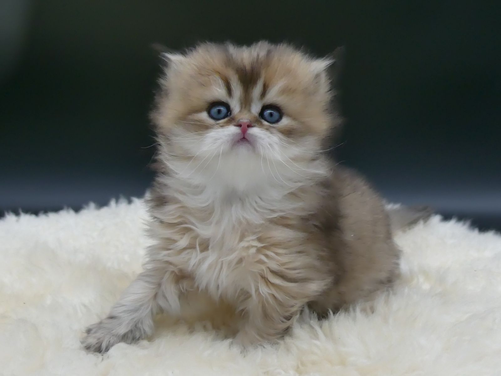 Kitten van het G-nest