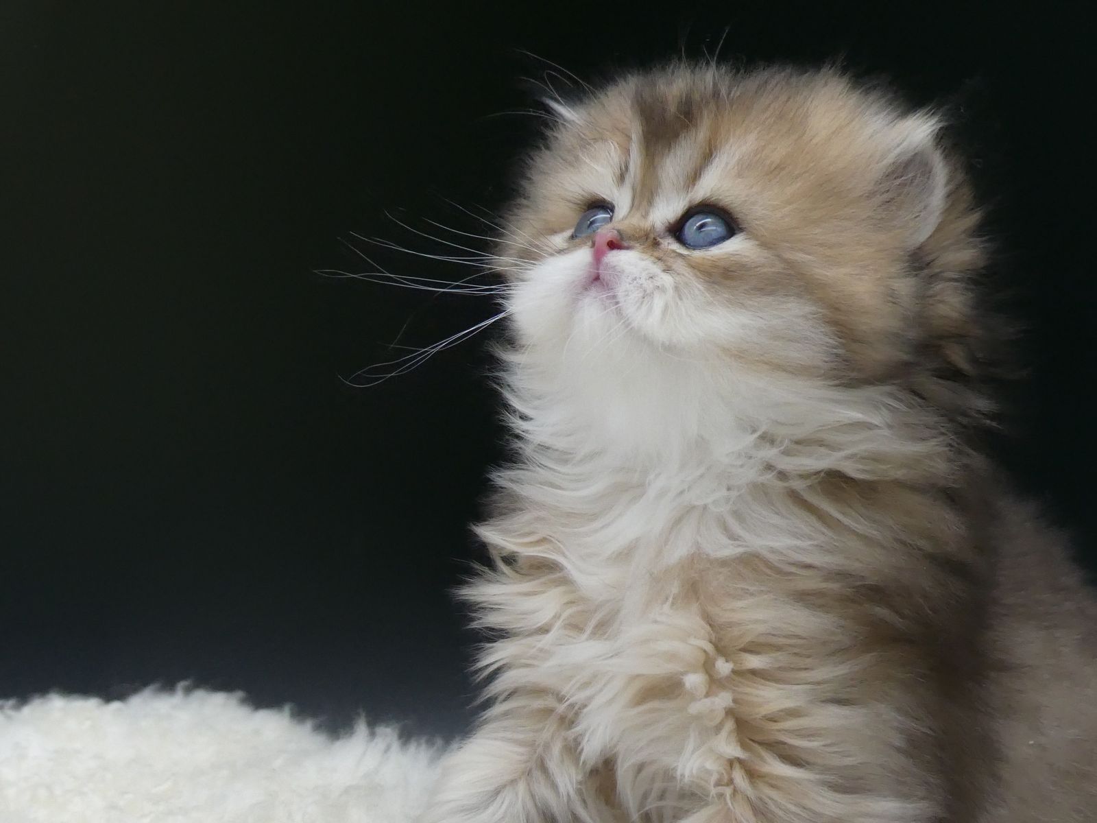 Kitten van het G-nest