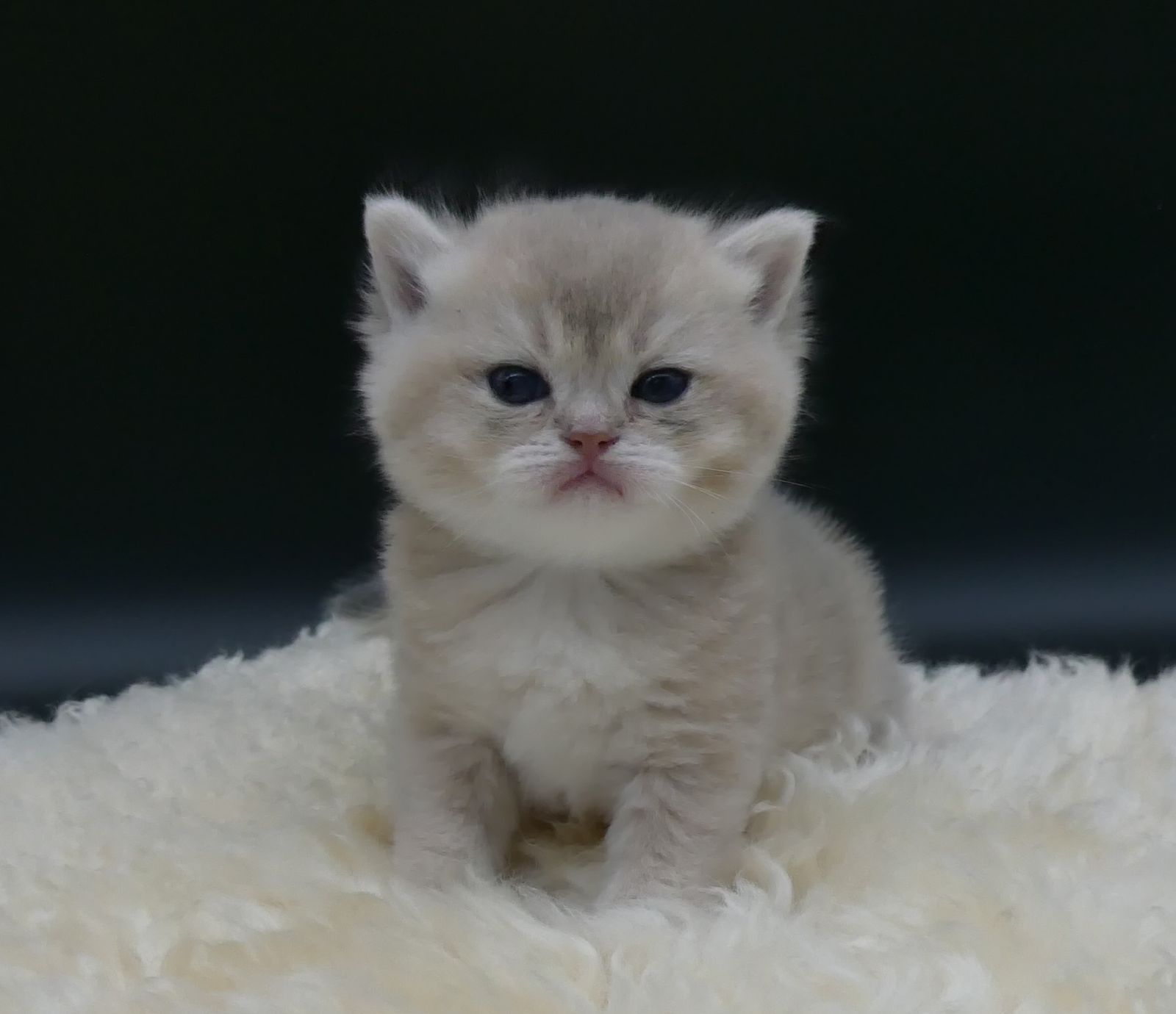 Kitten van het G-nest