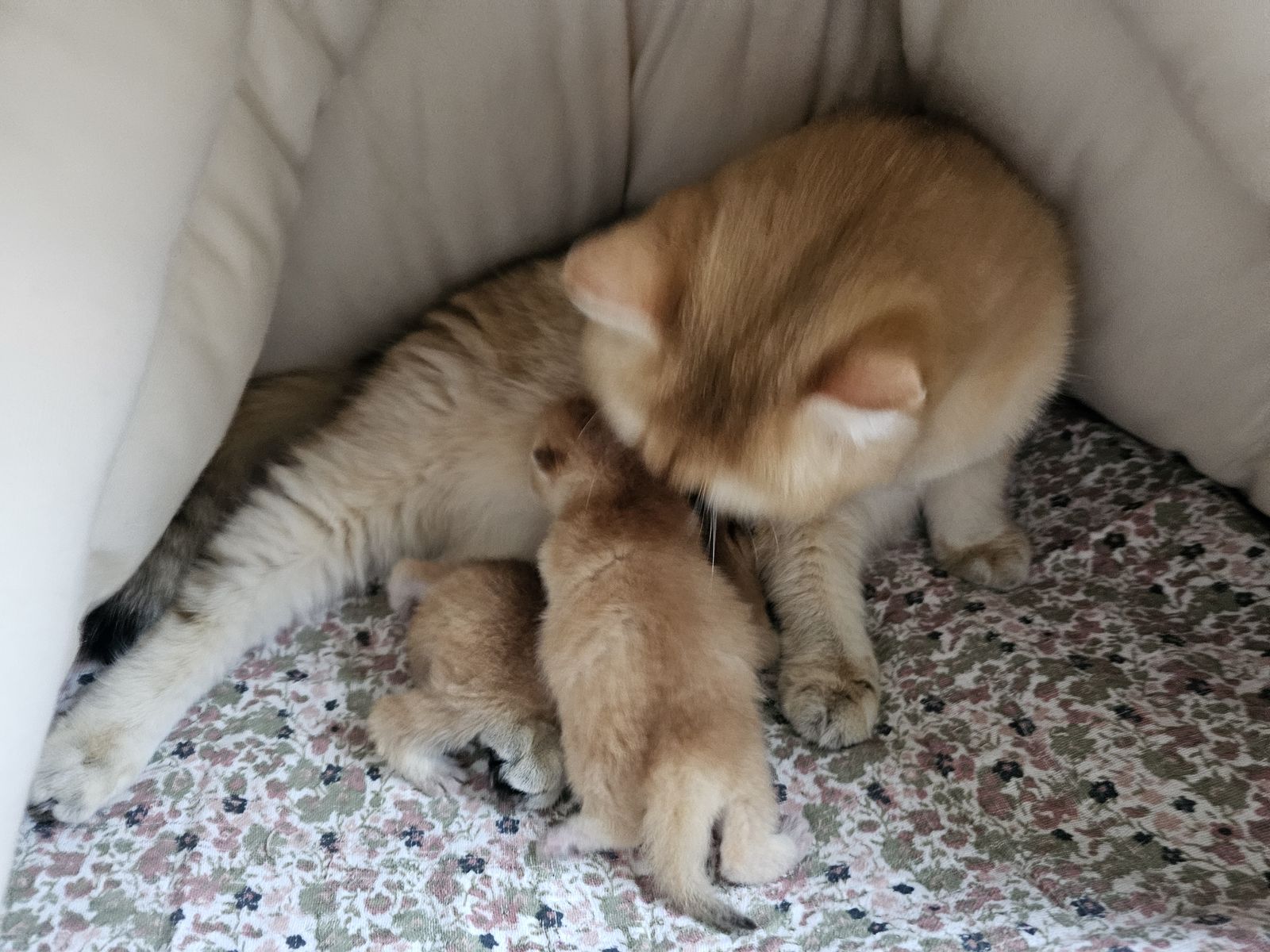 Kitten van het H-nest