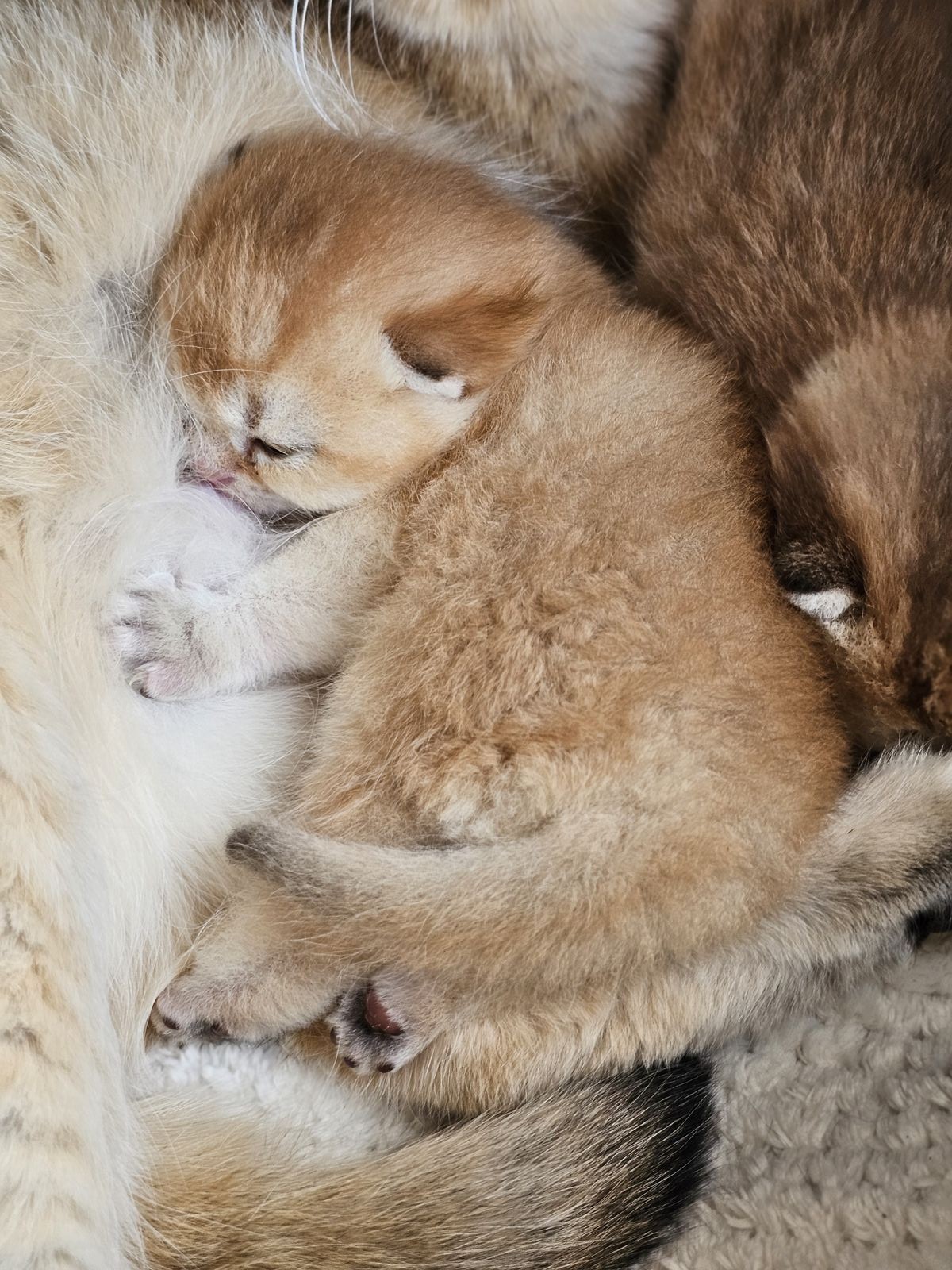 Kitten van het H-nest
