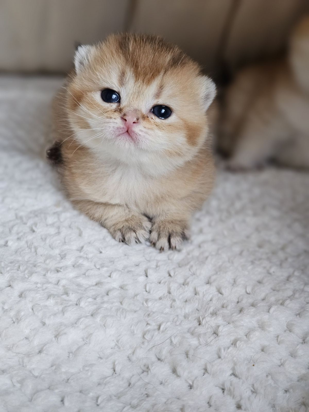 Kitten van het H-nest