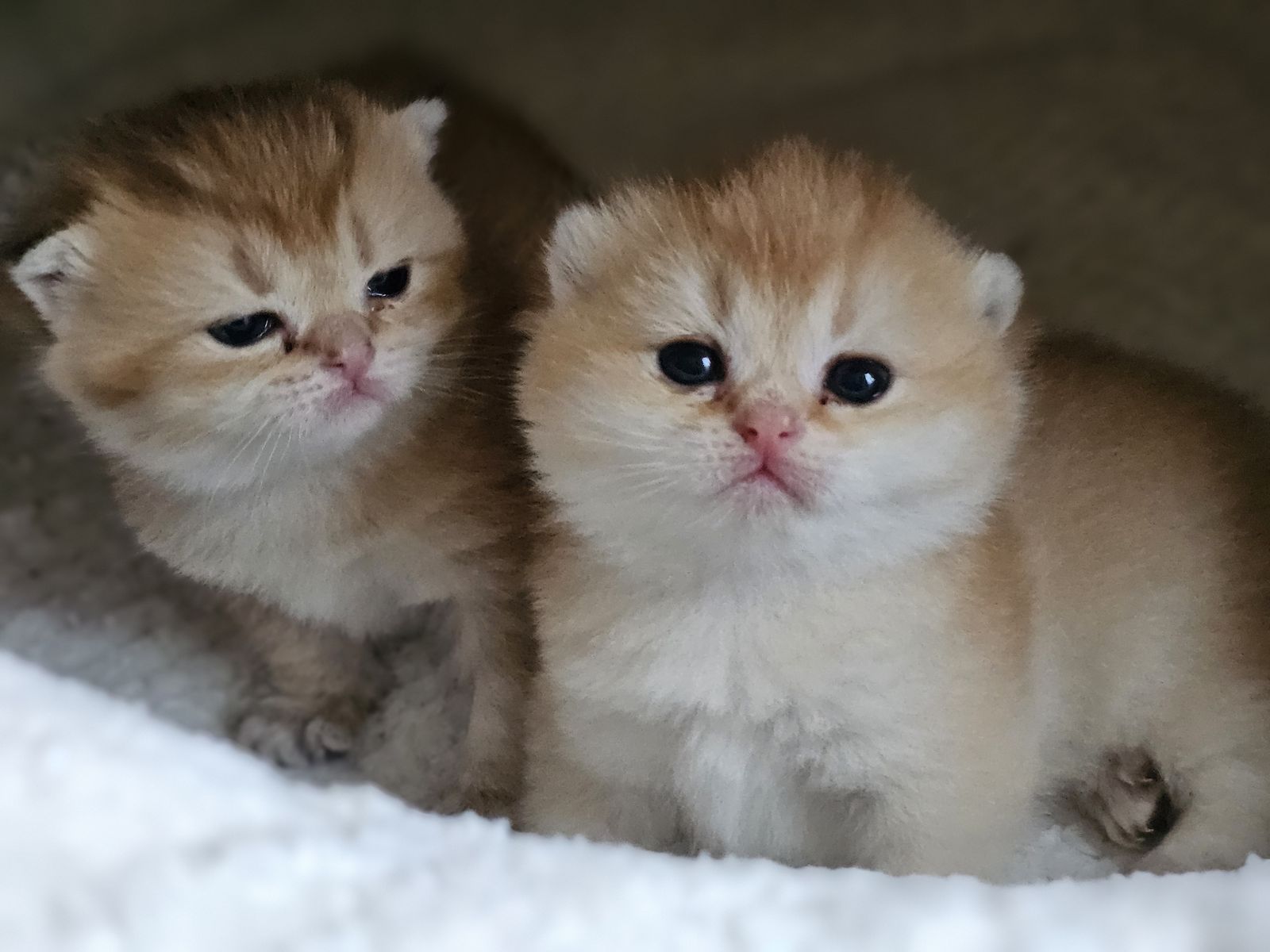 Kitten van het H-nest