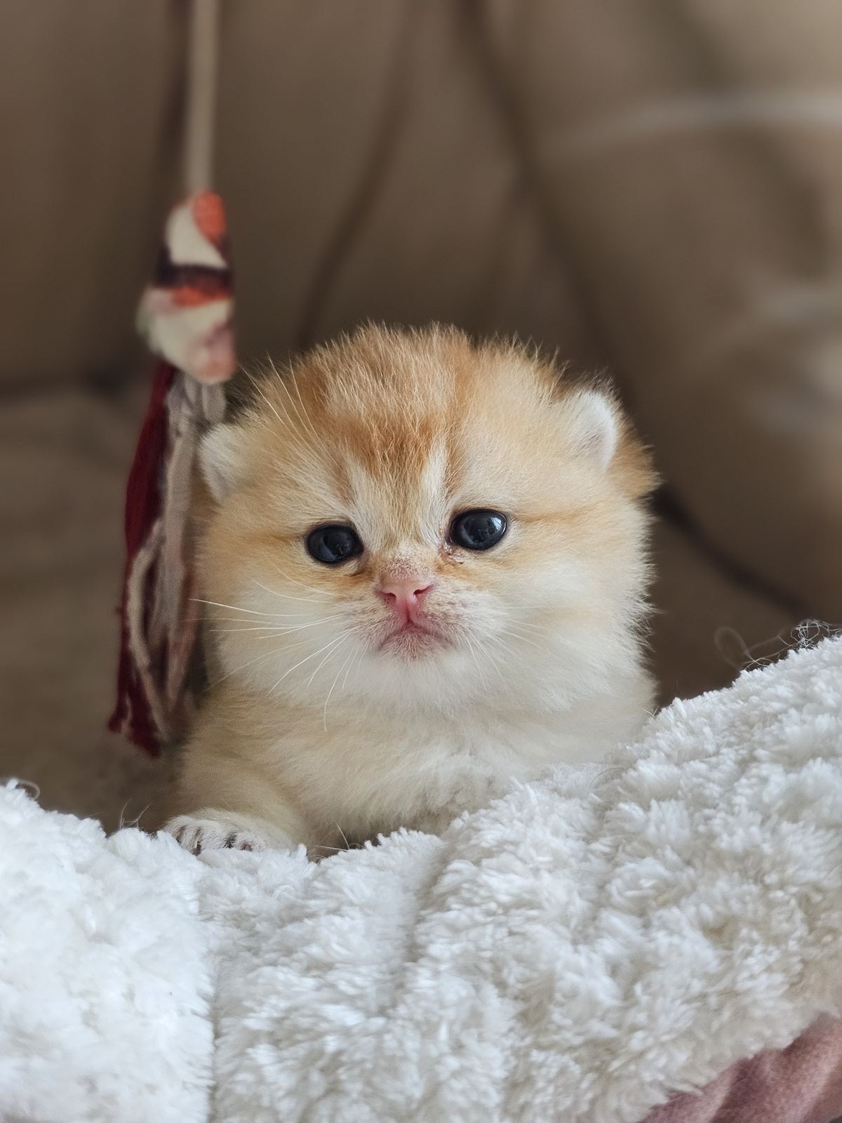 Kitten van het H-nest