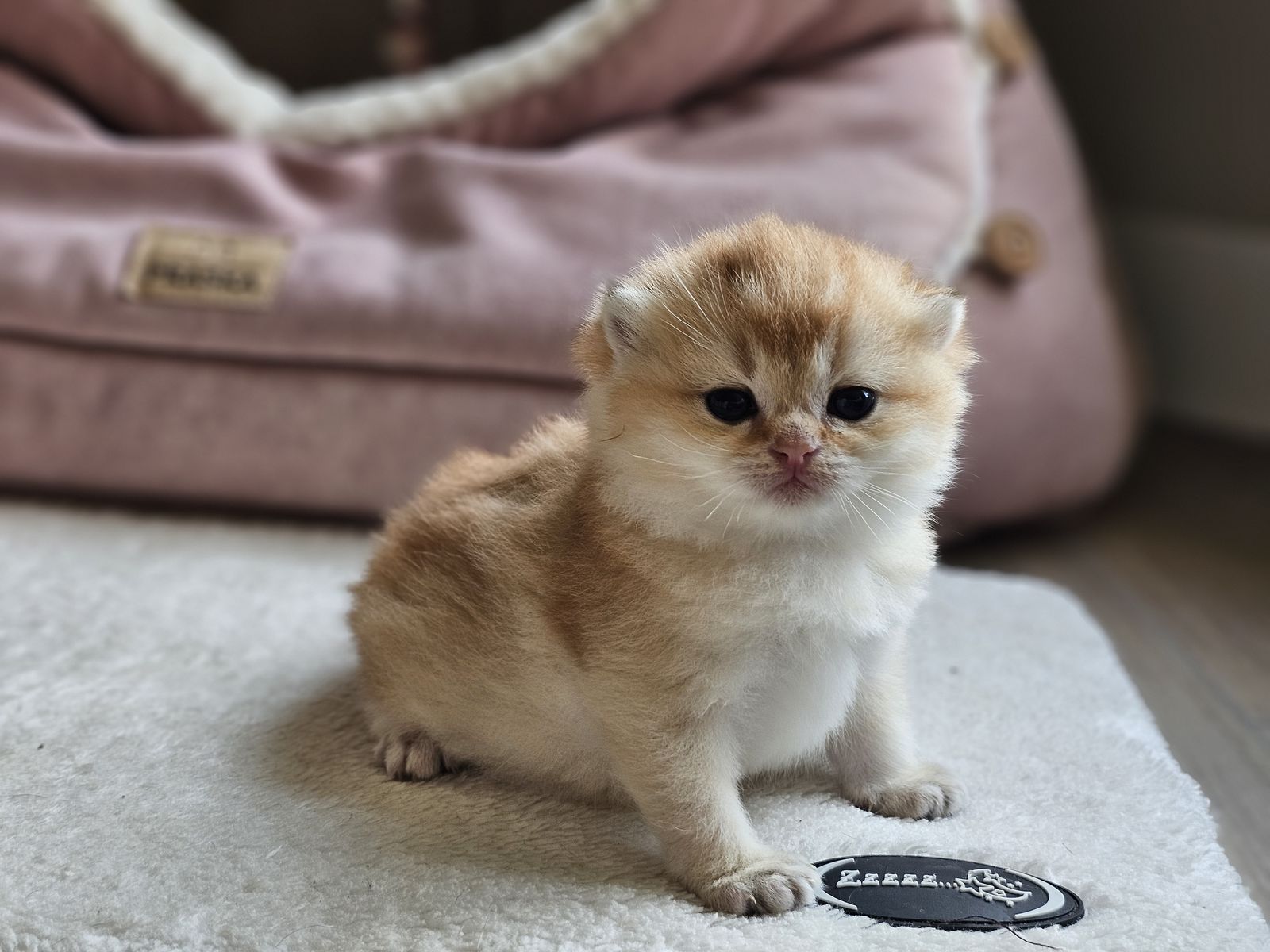 Kitten van het H-nest