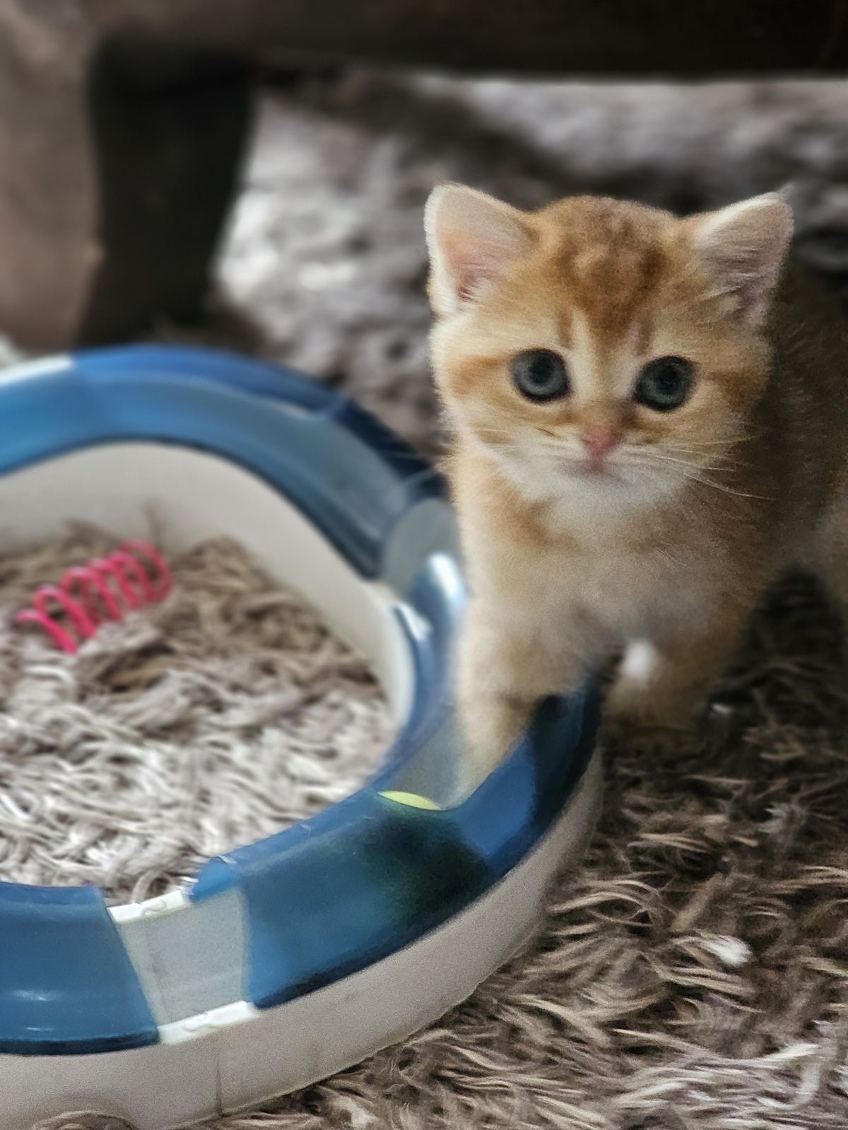 Kitten van het H-nest