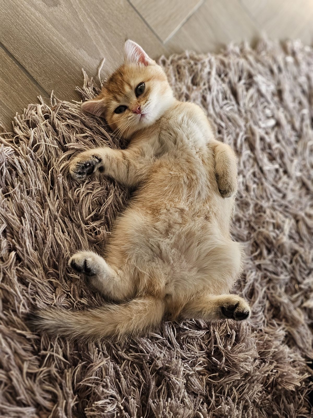 Kitten van het H-nest