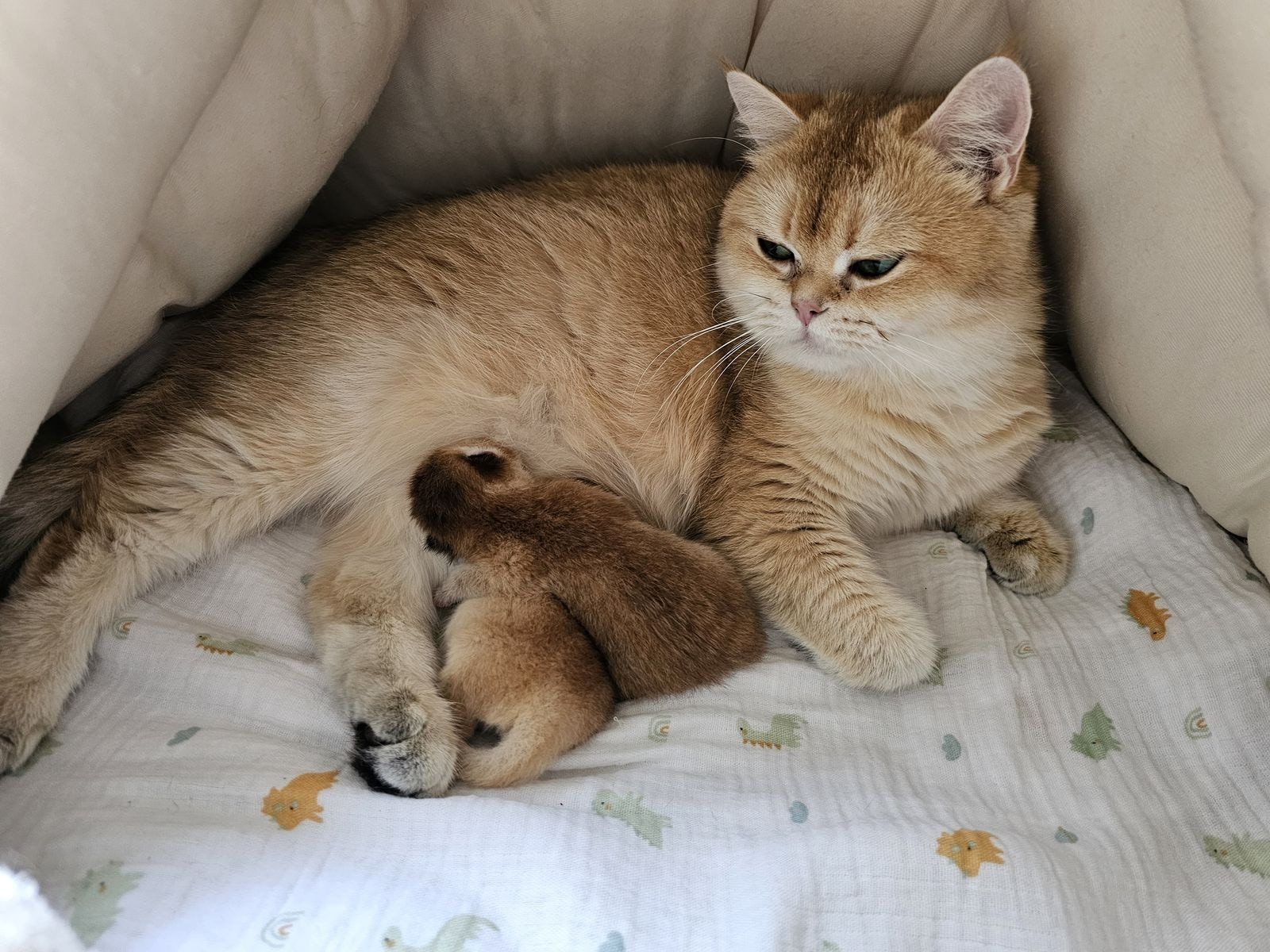 Kitten van het H-nest