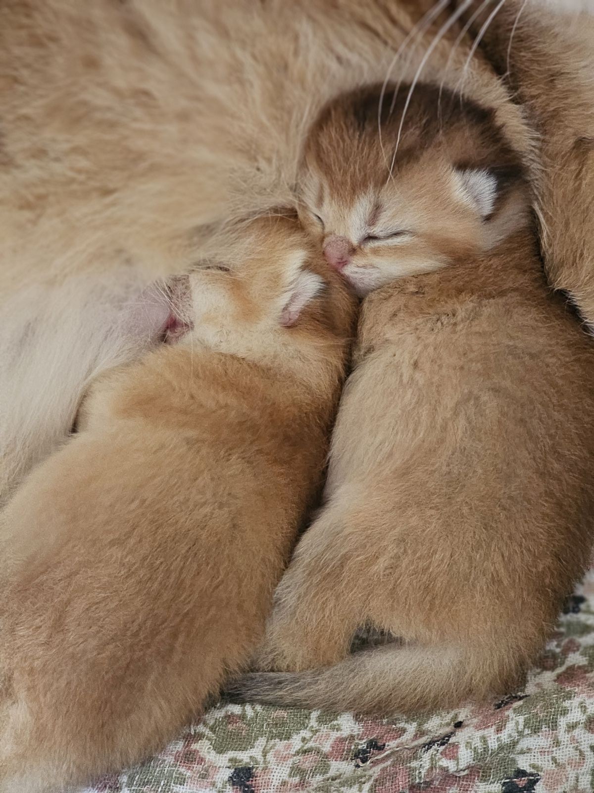 Kitten van het H-nest
