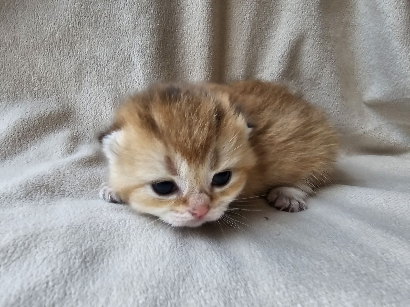 Kitten van het H-nest
