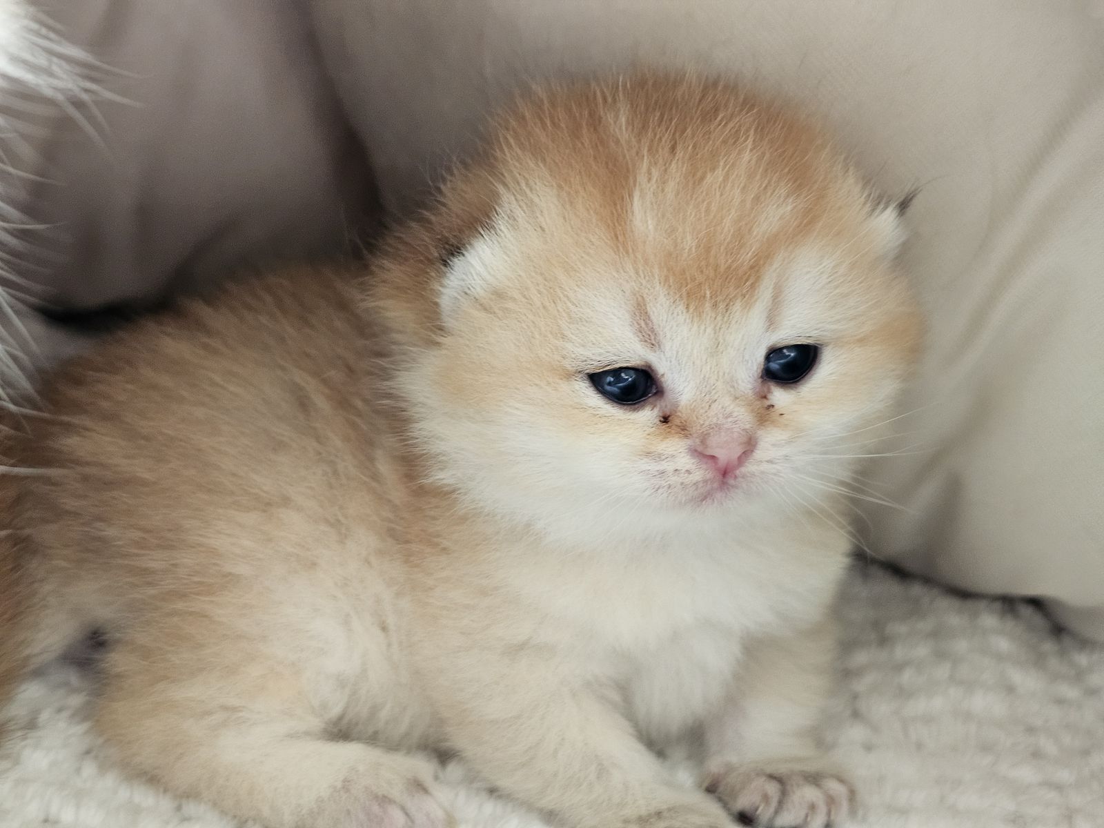 Kitten van het H-nest