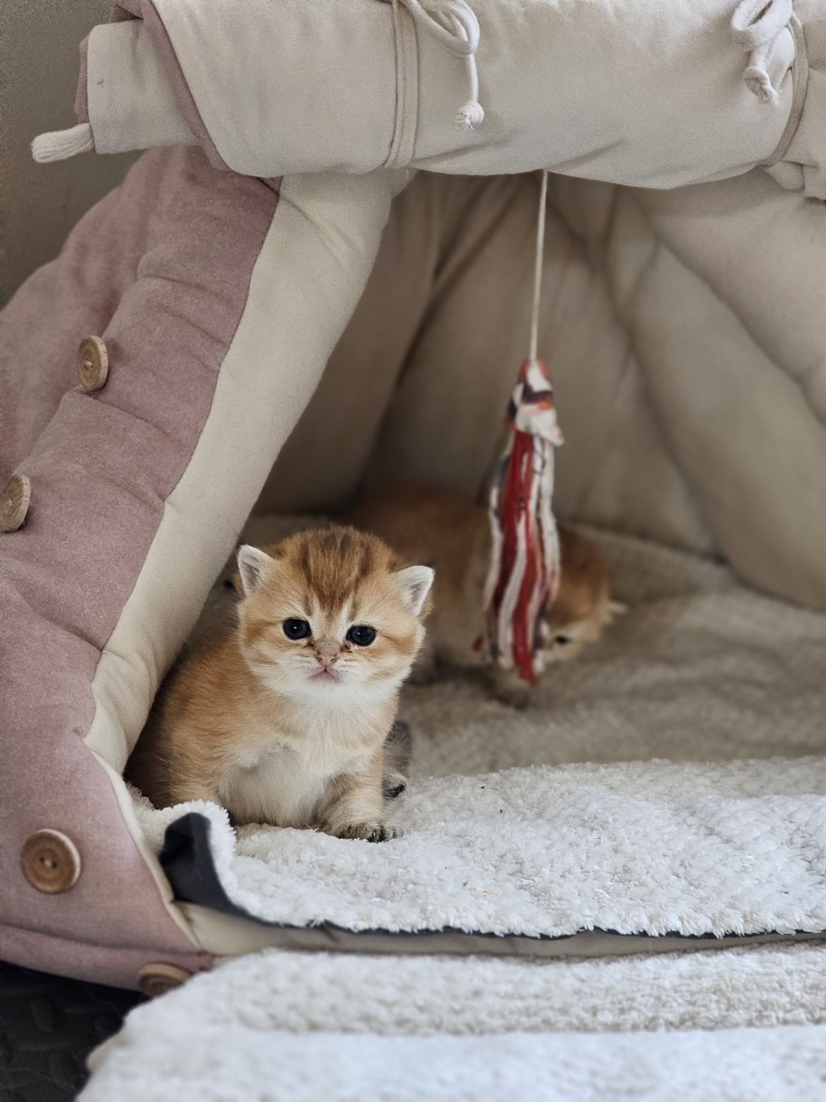 Kitten van het H-nest