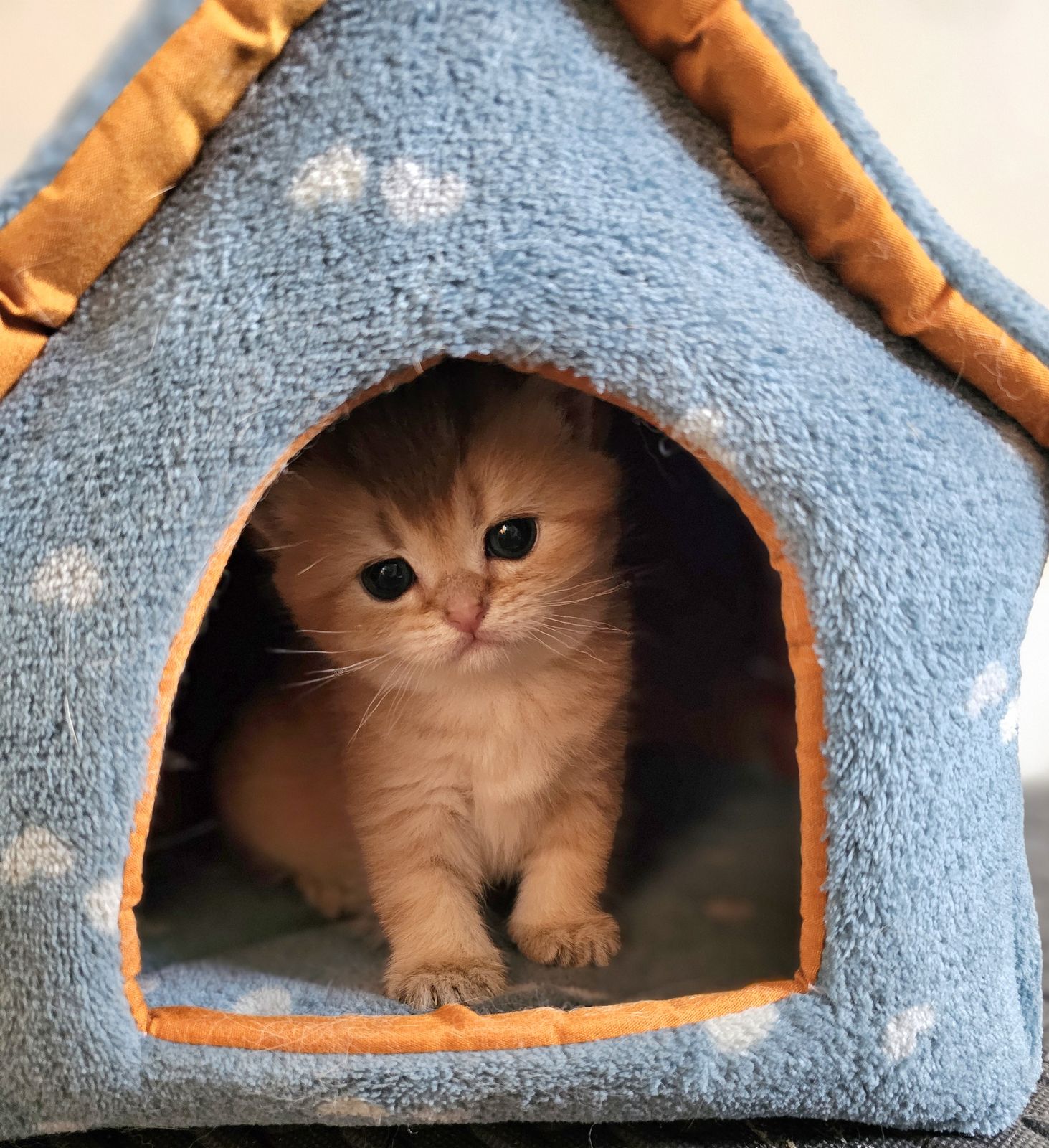 Kitten van het H-nest