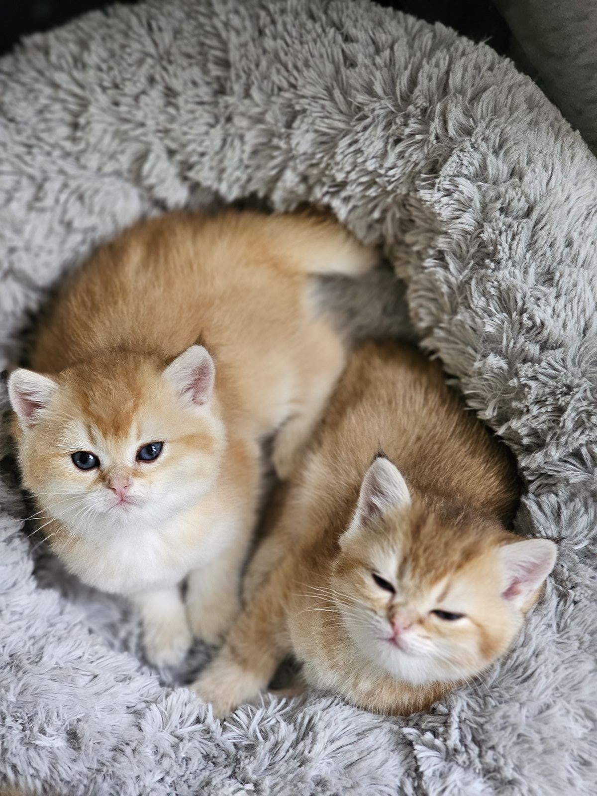 Kitten van het H-nest