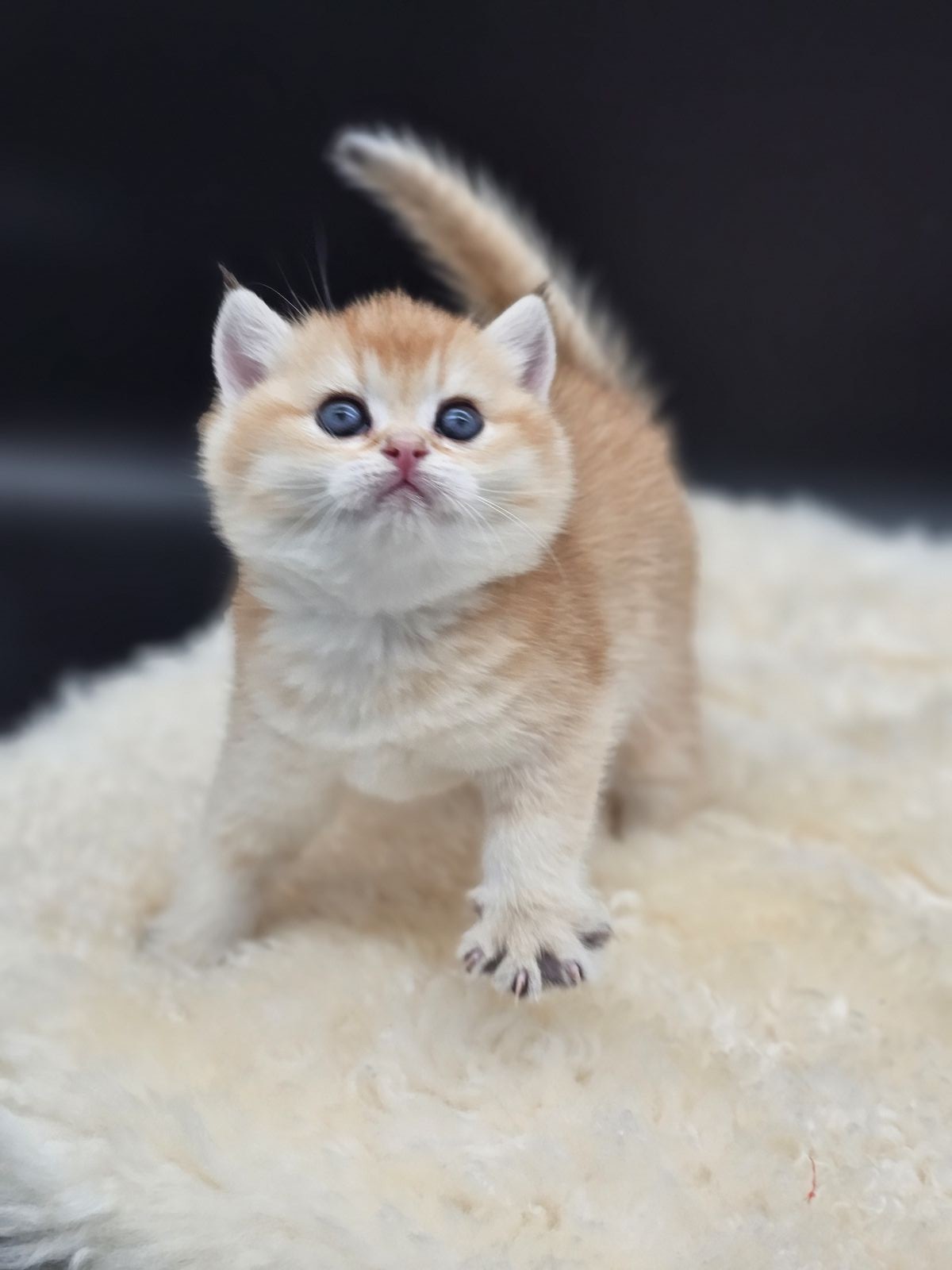 Kitten van het H-nest