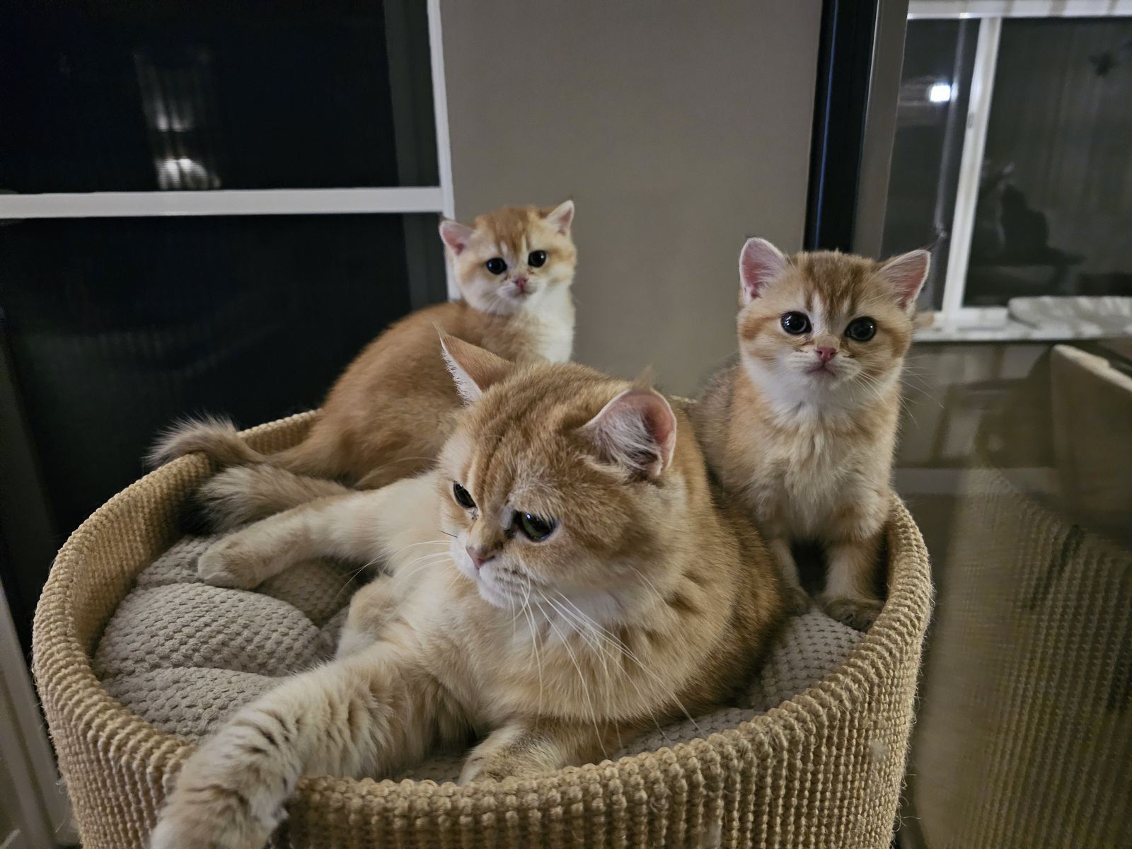 Kitten van het H-nest