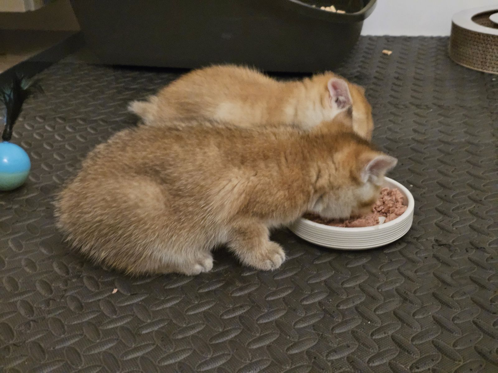Kitten van het H-nest