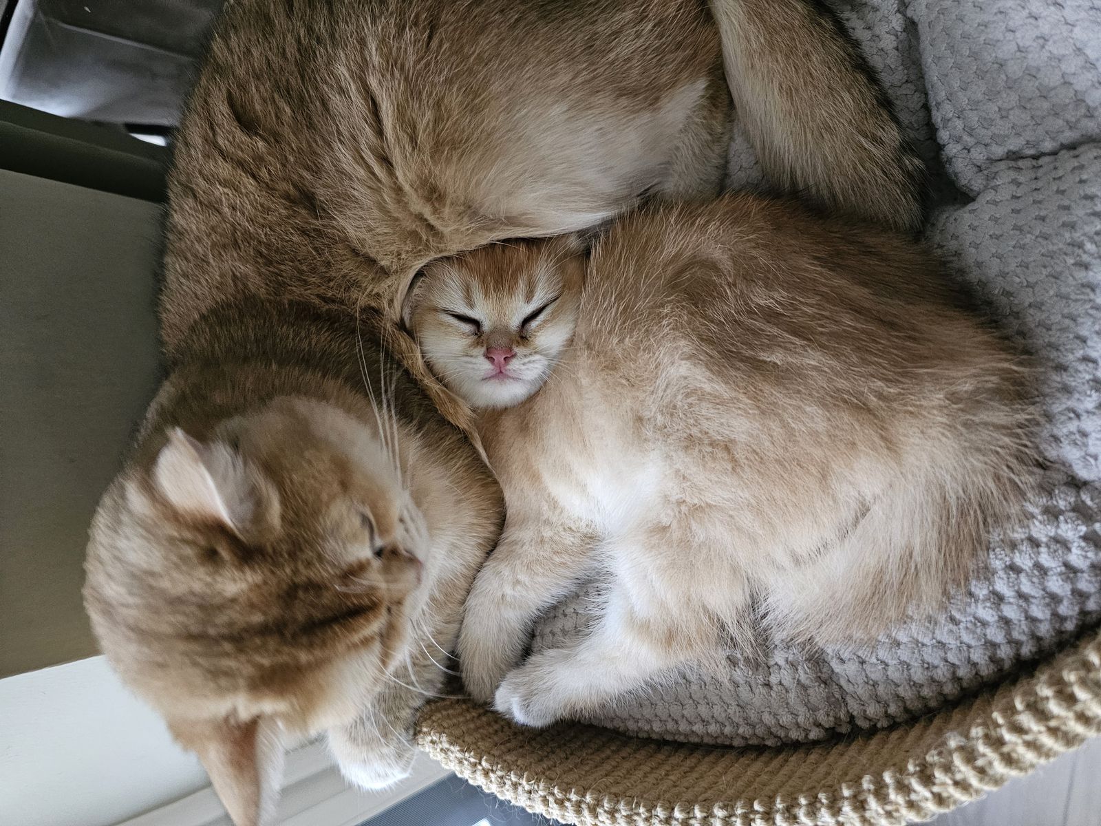 Kitten van het H-nest