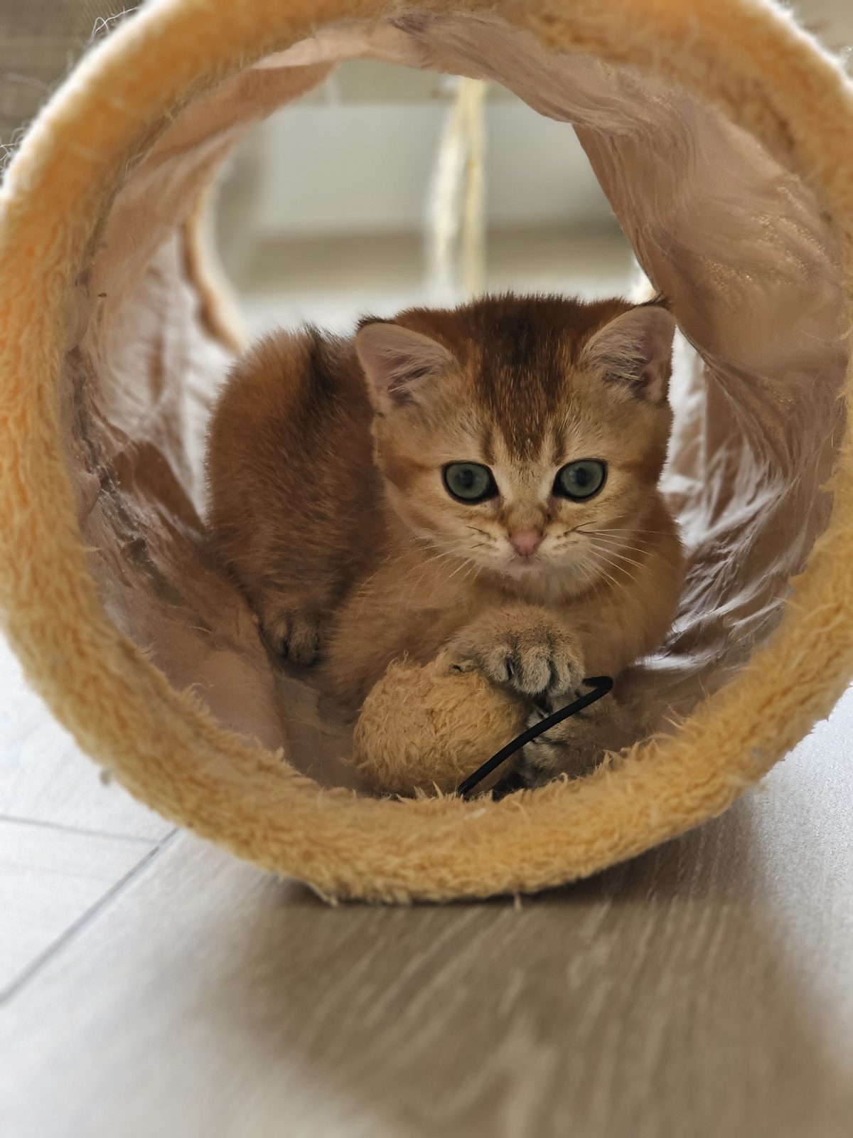 Kitten van het H-nest