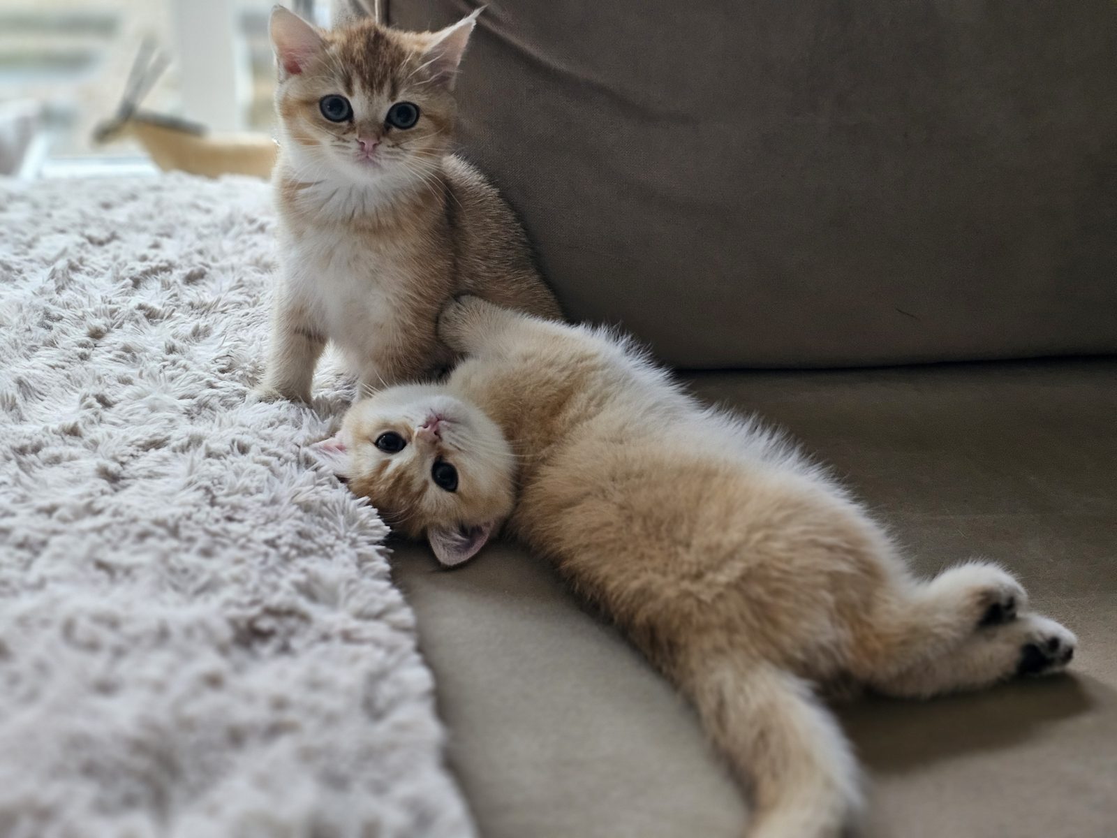 Kitten van het H-nest