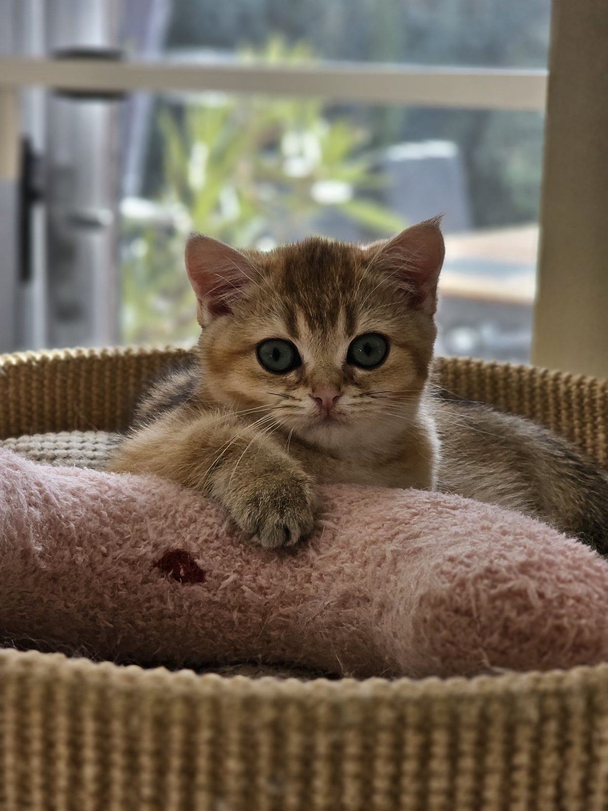 Kitten van het H-nest