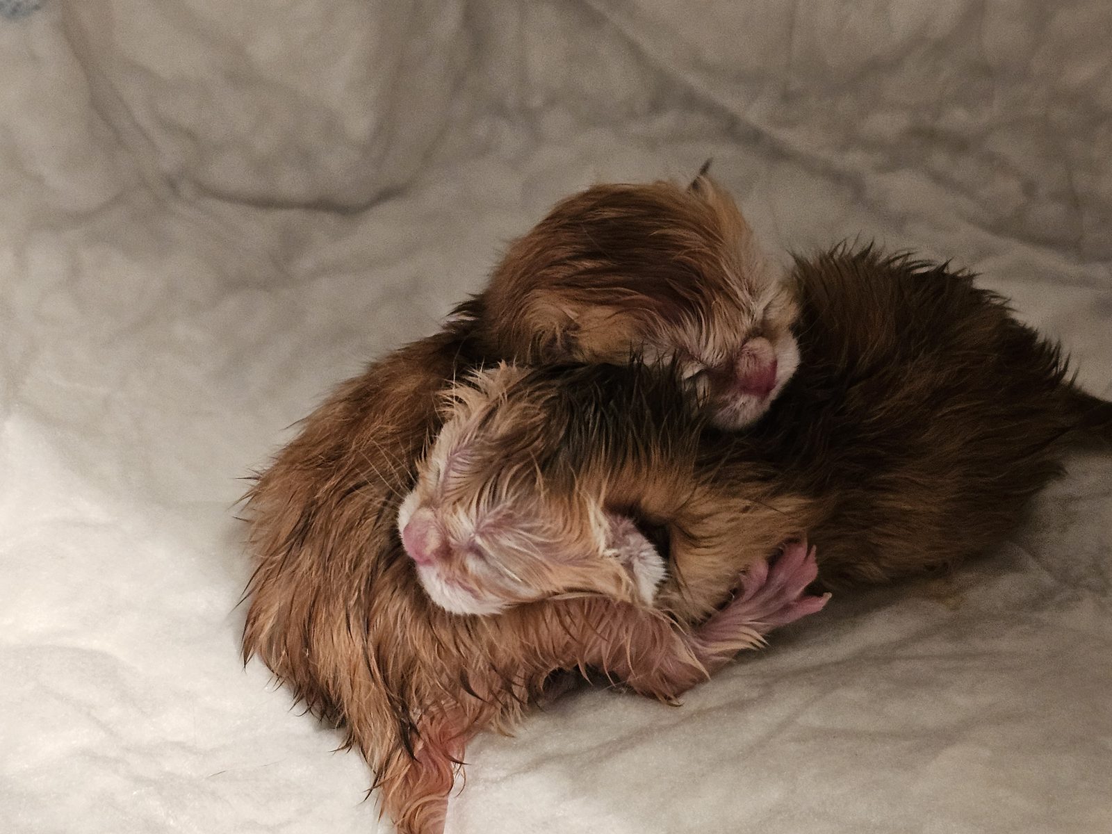 Kitten van het H-nest