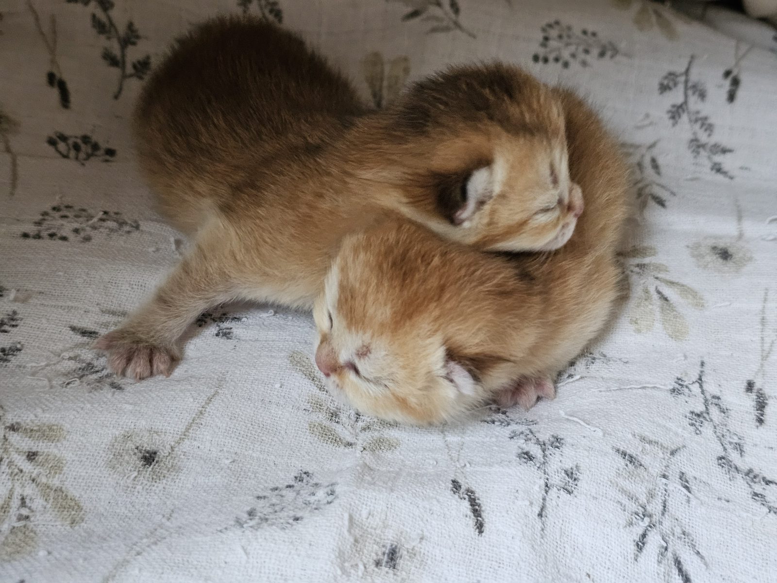 Kitten van het H-nest