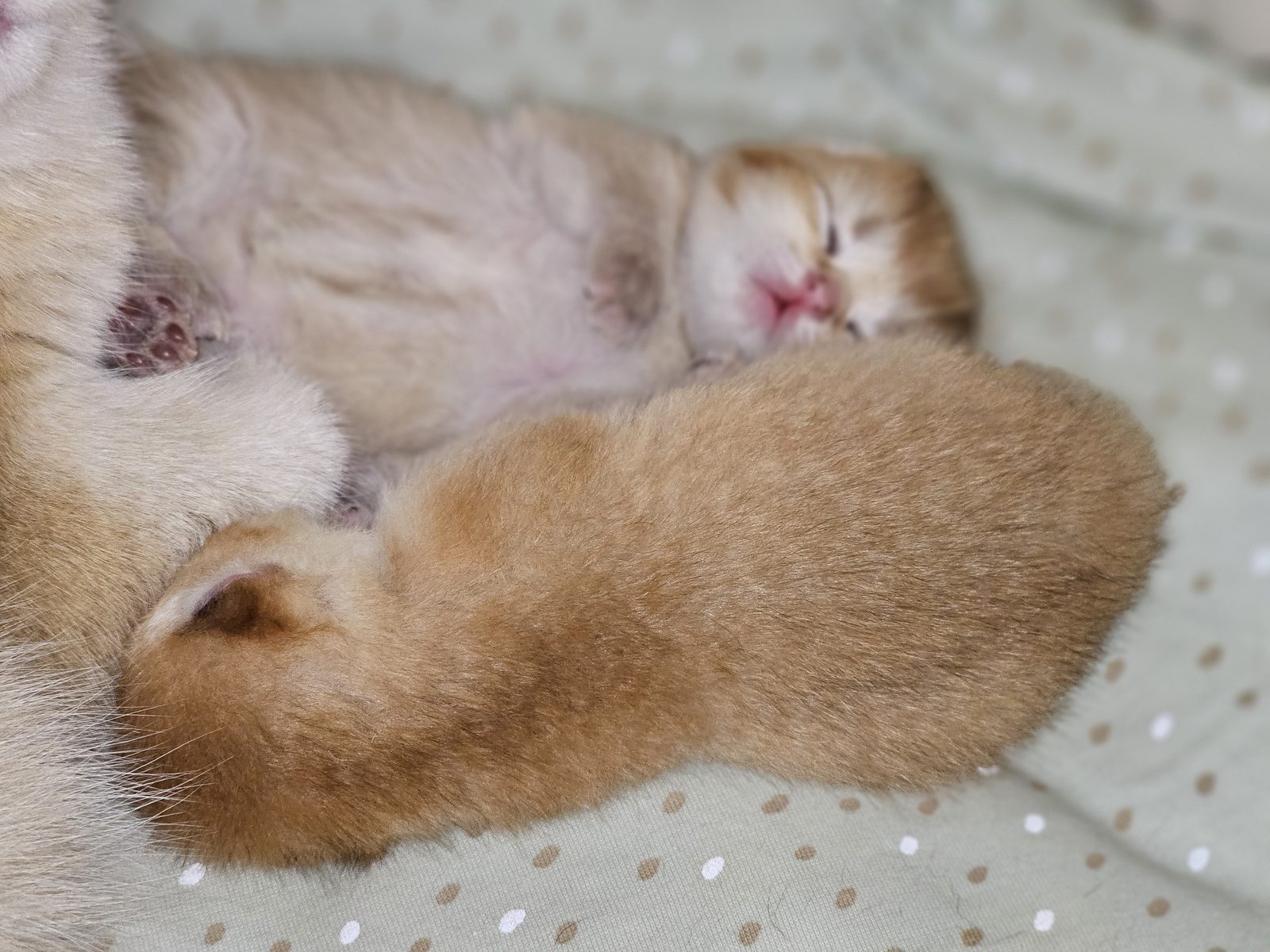 Kitten van het H-nest