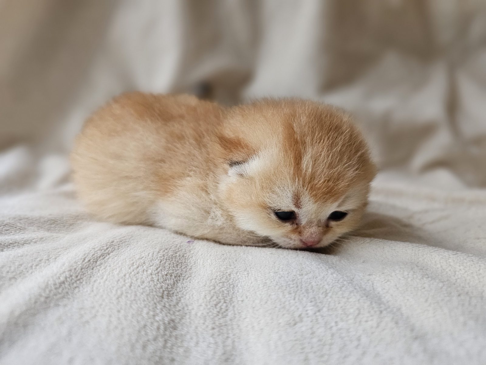 Kitten van het H-nest