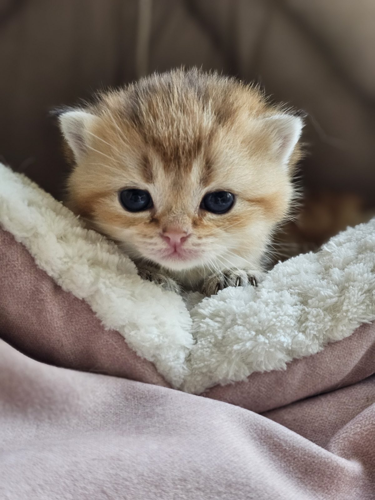 Kitten van het H-nest