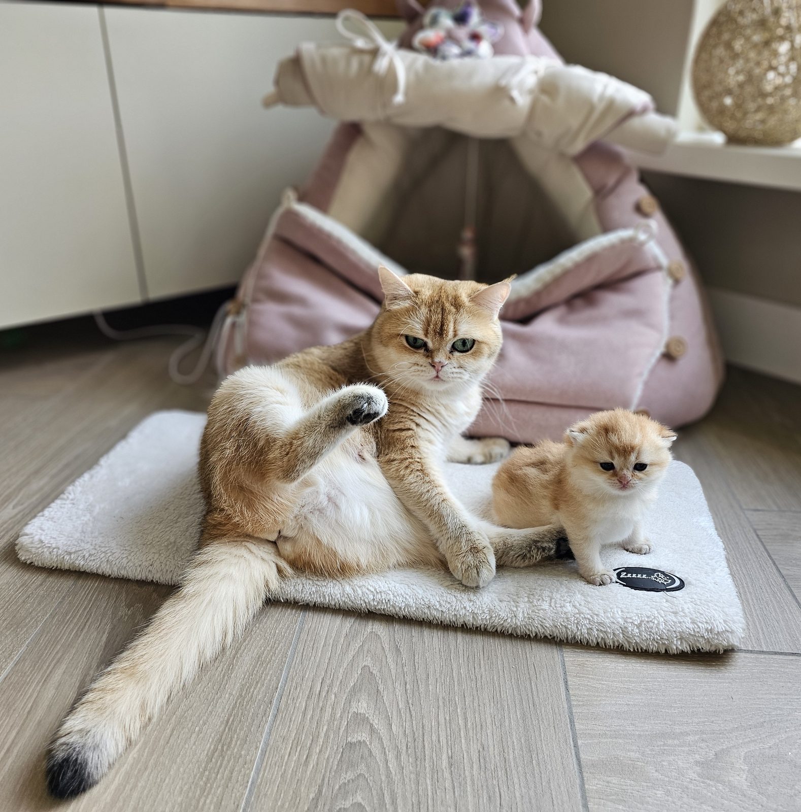 Kitten van het H-nest