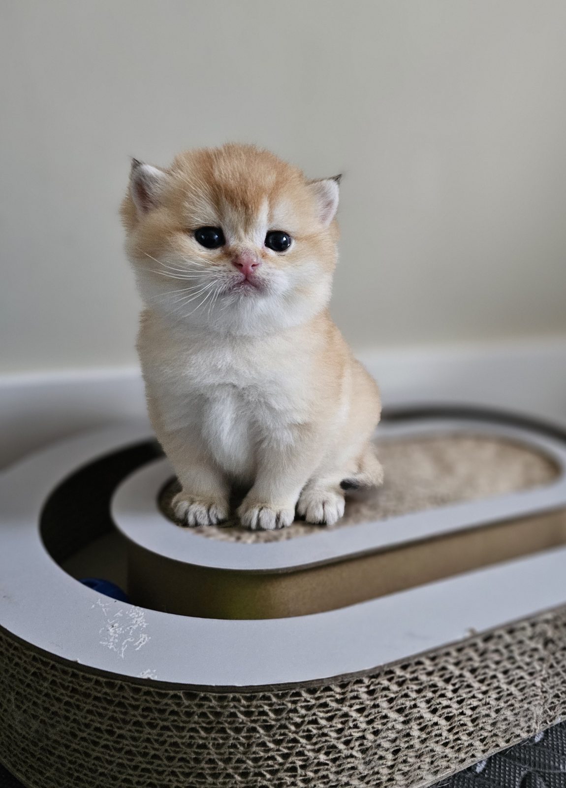 Kitten van het H-nest
