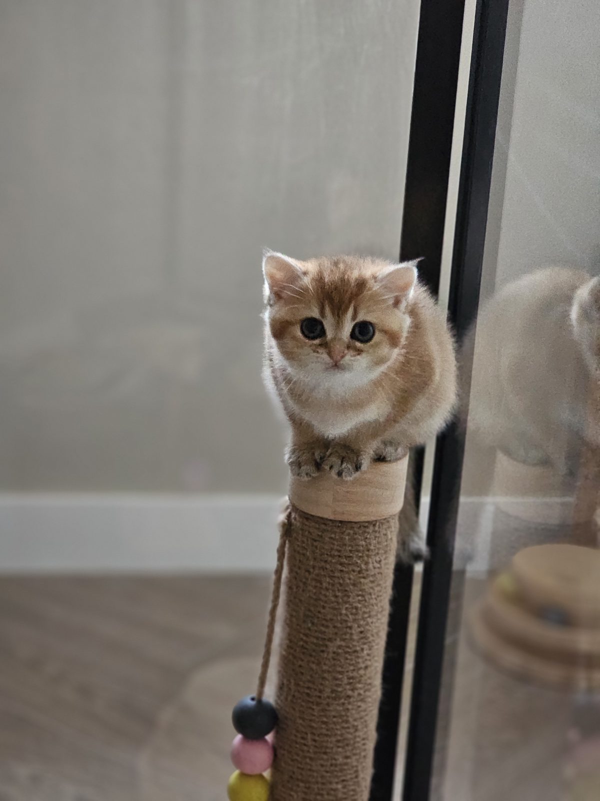 Kitten van het H-nest