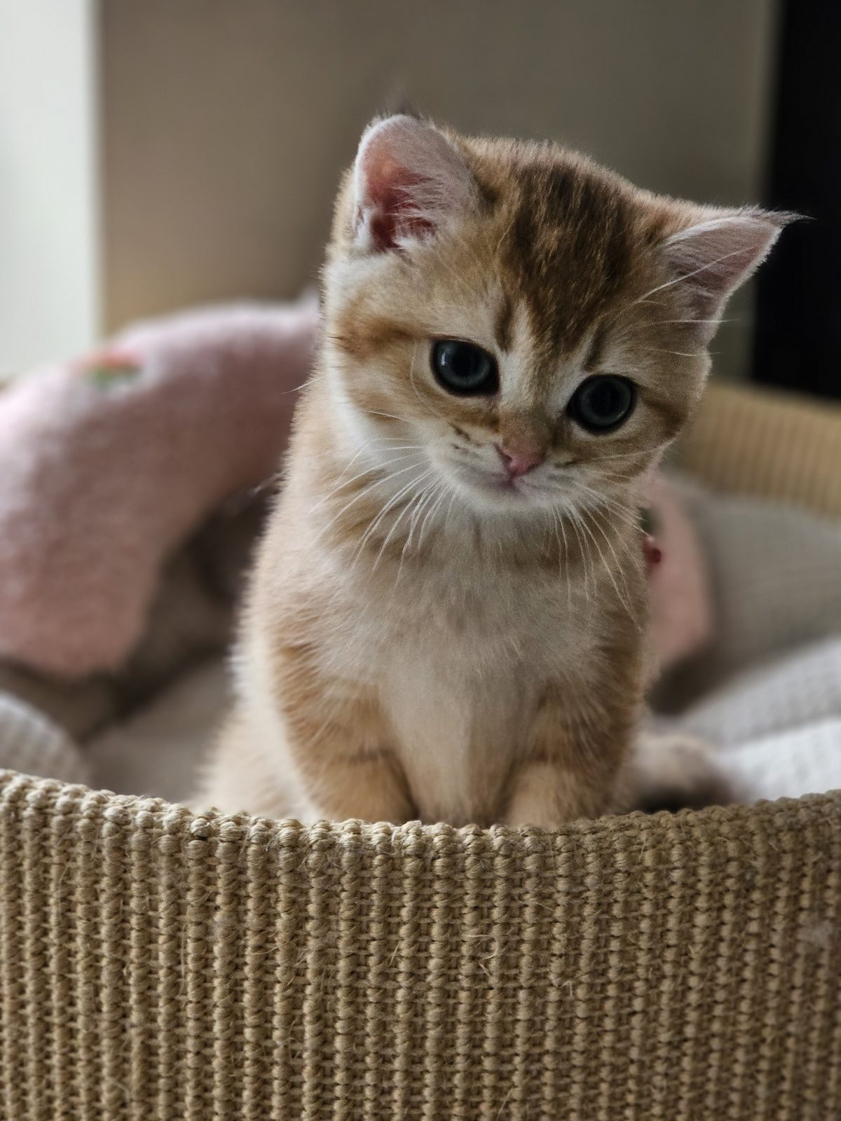 Kitten van het H-nest