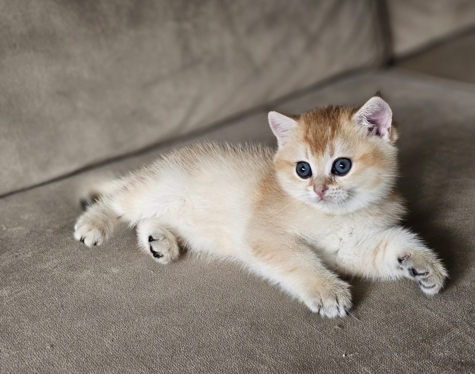 Kitten van het H-nest