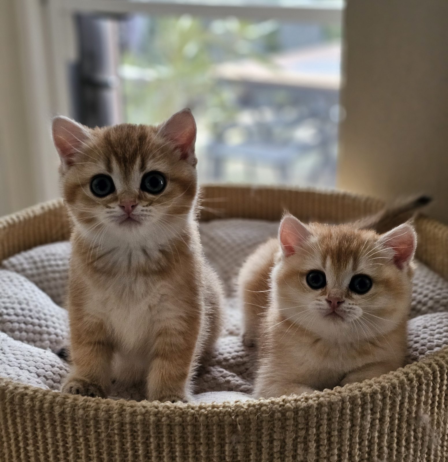 Kitten van het H-nest