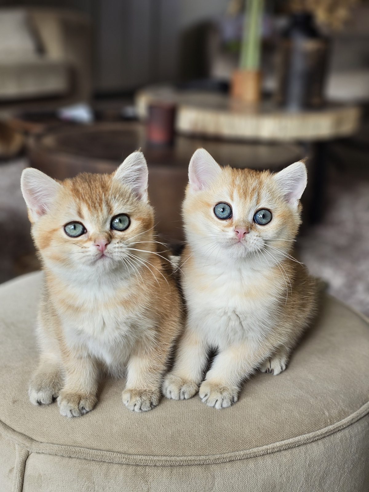 Kitten van het H-nest