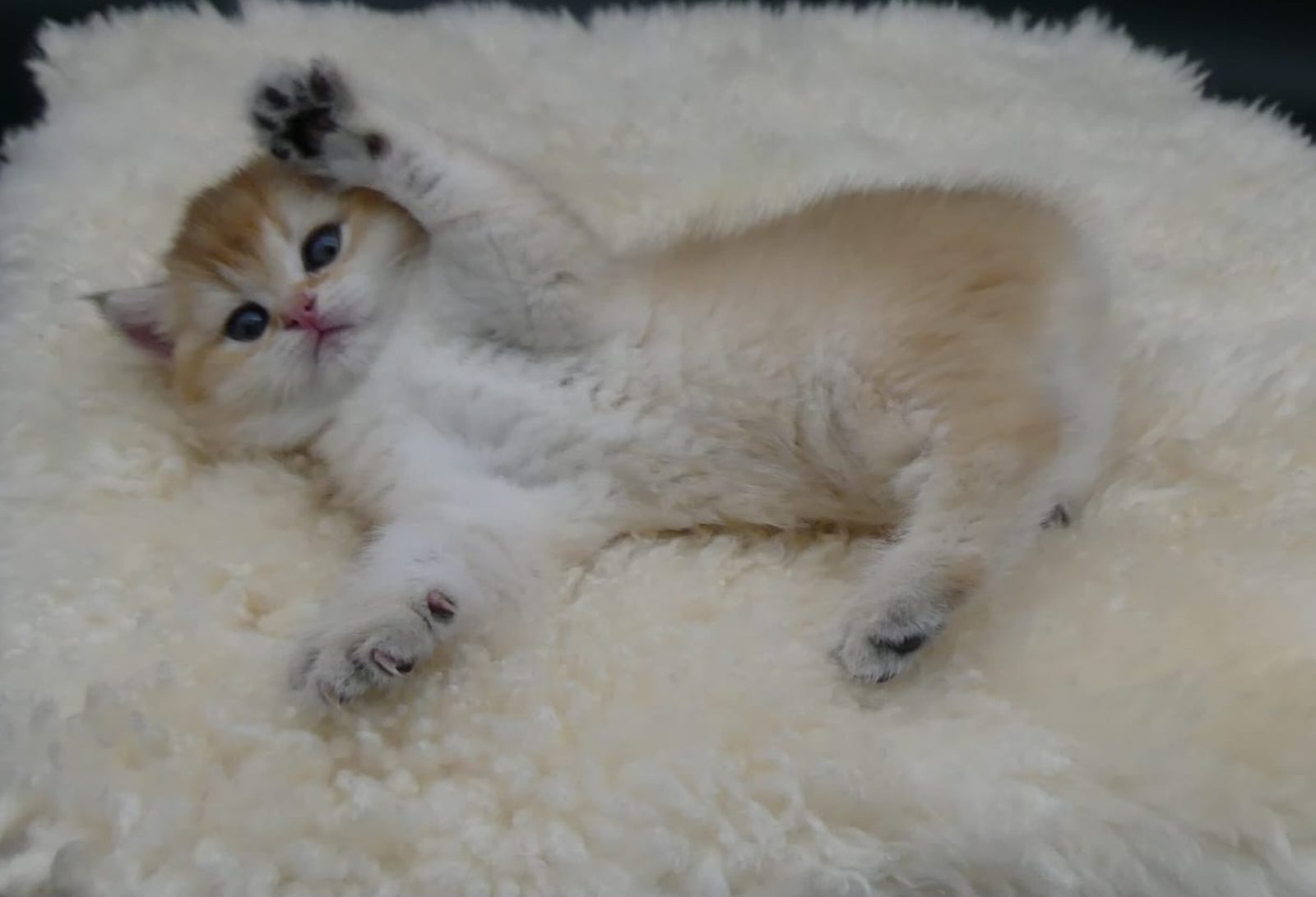 Kitten van het H-nest