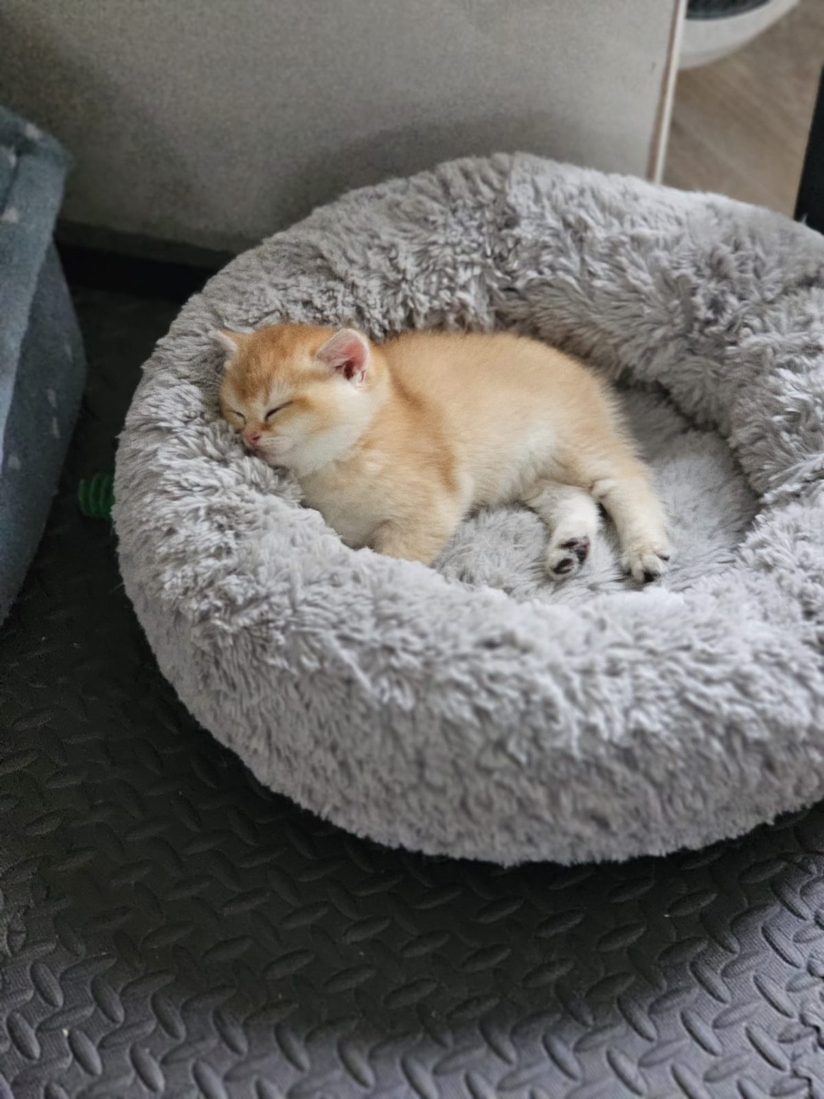Kitten van het H-nest