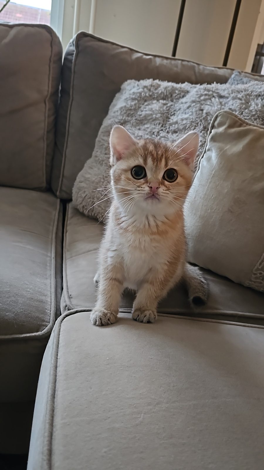 Kitten van het H-nest