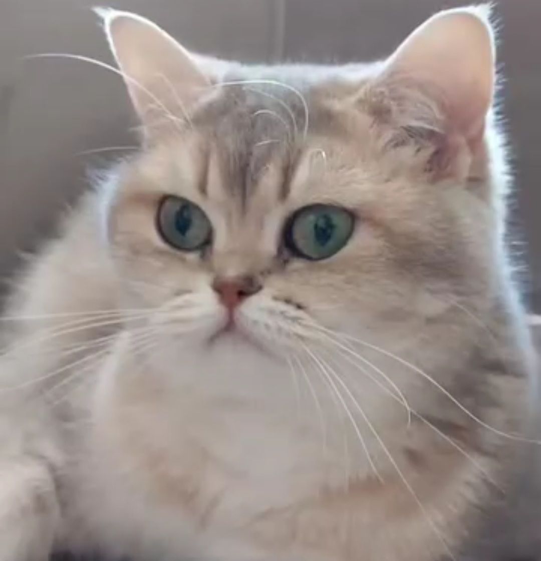 Ayla Madée Okaukuejo