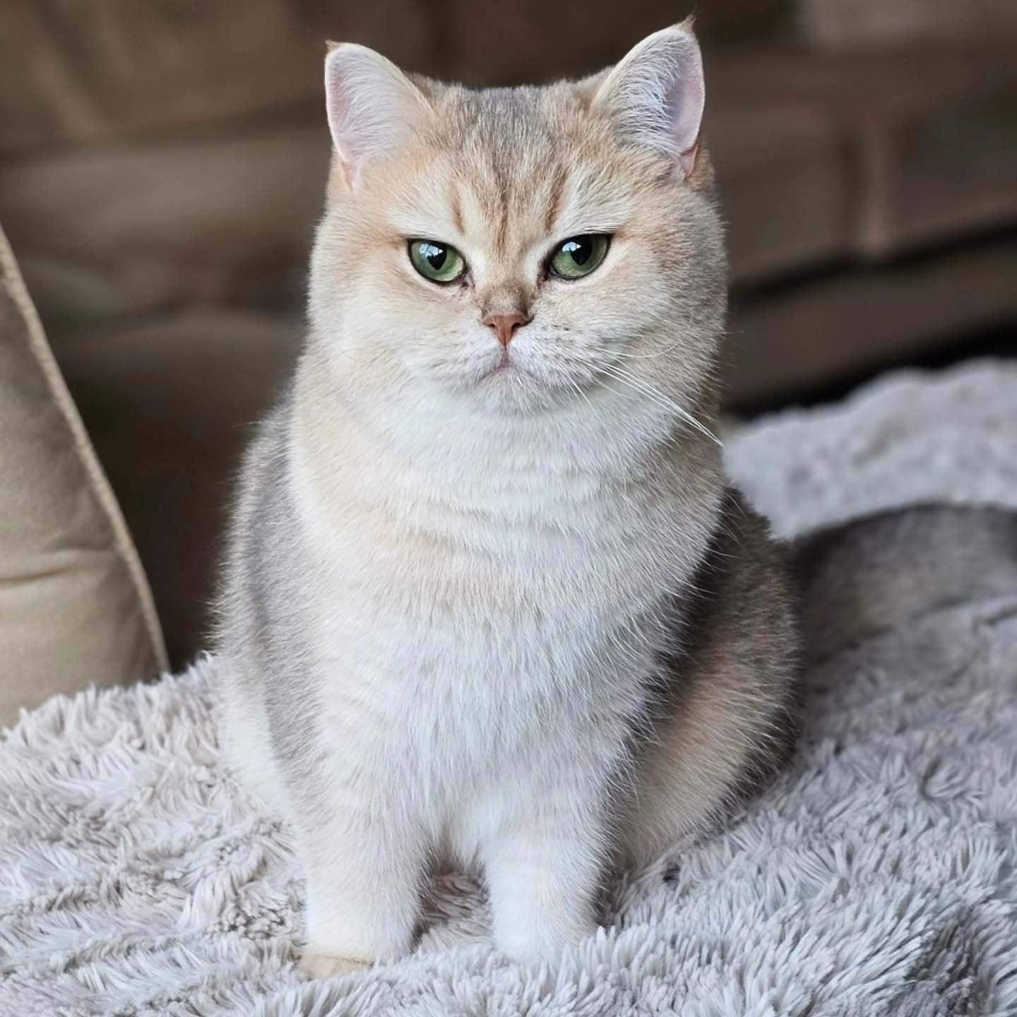 Ella