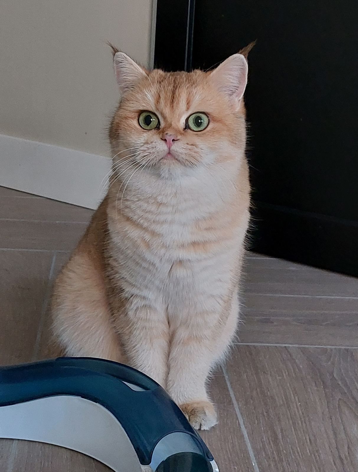 Sara